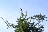 Allagash-cedar-waxwing