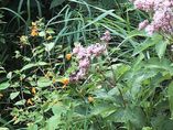 Joe_pye_weed