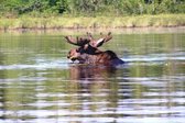 Moose-01