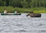 Canoe-moose-01