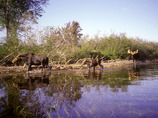 Moose_at_round_pond_2_cropped