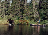 Mp_moose_cropped
