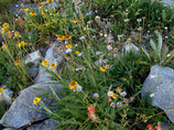 Wildflowers
