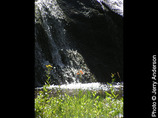 Creeknflowerjerryanderson