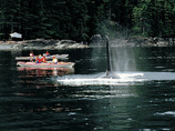 Kayak_orca