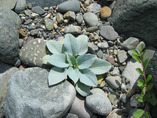 Downeast4a