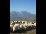Sheep_on_rim_road