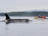 Orca_close_to_kayaks_luhm