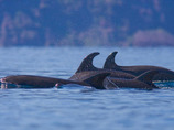 Bottlenose_dolphins_luhm