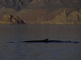 Finwhale