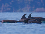 Bottlenose_dolphins_luhm