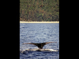 40_humpback_whale_bc