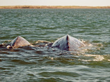 Graywhale_calfnhorn
