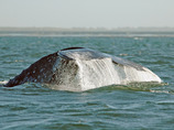 Graywhaletail_nhorn