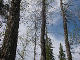 Cottonwoods