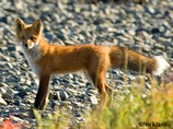 Fox