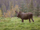 Moose-1shaw