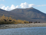 Caribou_on_bar