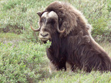 Muskox
