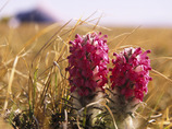 Woolly_lousewort