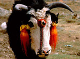 3513_07---decorated-yak_m