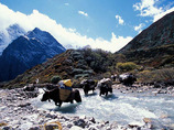 3525_02---yaks-crossing-a-river_m