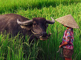Vietnam4