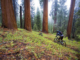 Giantsequoia_6