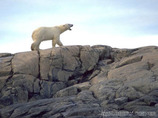 Arctic6