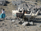 Boliviallamasc