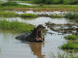 Kilihippoc