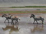 Kilizebrasc