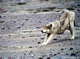 19wolf_bs
