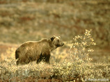 Bear01