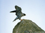 35_hawk