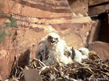 Baby_birds