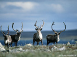 Caribous