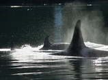 Orca_2