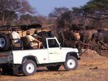 Elephants-1