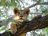 Cub-in-tree