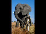 Thembi