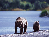 Babine-bears-2