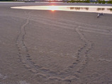 Turtle-tracks
