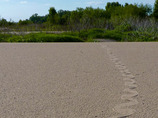 Snake-track