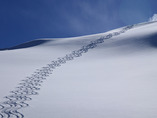 5-tracks