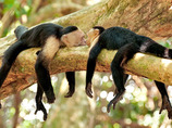 Bcri-costa-rica-biking2