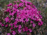 Moss_campion