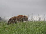Katmai_coast072010_69a_