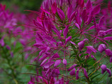 Wnsq_dhe_08_993