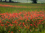 Spain-walking-4